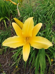 Hemerocallis lilioasphodelus