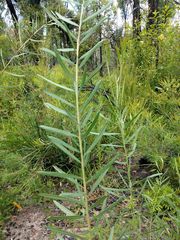 Acacia suaveolens