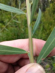 Acacia suaveolens