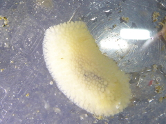 Onchidoris bilamellata