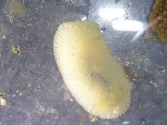 Onchidoris bilamellata