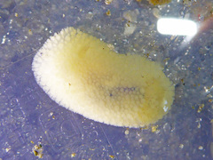Onchidoris bilamellata
