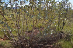 Eucalyptus gamophylla