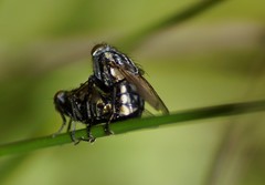 Oxysarcodexia varia