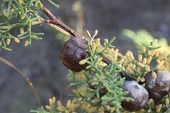 Cupressus goveniana