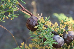 Cupressus goveniana