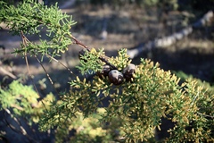 Cupressus goveniana
