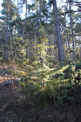 Cupressus goveniana