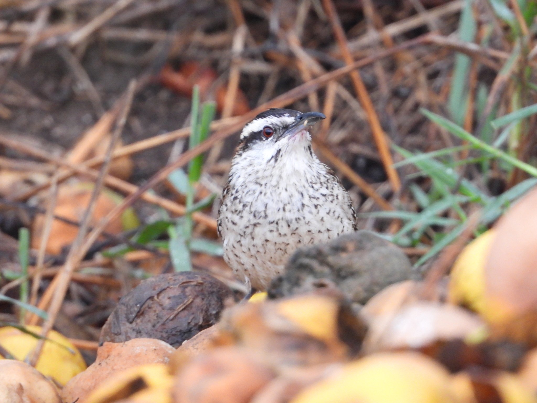 Rufous-naped Wren (Campylorhynchus rufinucha)