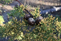 Cupressus goveniana