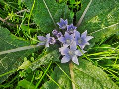 Mandragora autumnalis