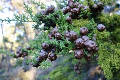 Cupressus goveniana