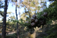 Cupressus goveniana