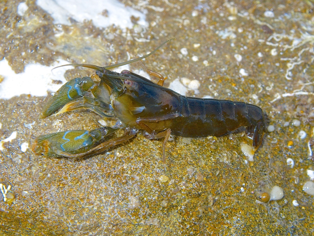 Alpheus parasocialis