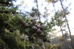 Cupressus goveniana