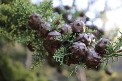 Cupressus goveniana