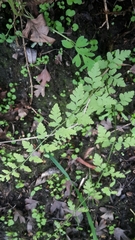 Cystopteris tasmanica