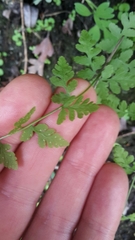 Cystopteris tasmanica