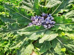 Mandragora autumnalis