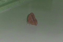 Mycalesis mineus