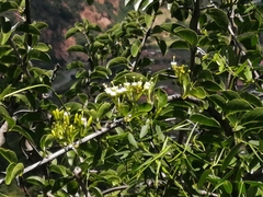 Plectroniella armata