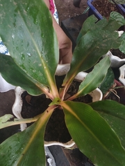Aglaonema