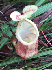 Nepenthes