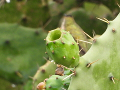Opuntia karwinskiana