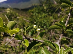 Plectroniella armata