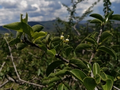Plectroniella armata