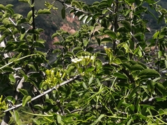 Plectroniella armata