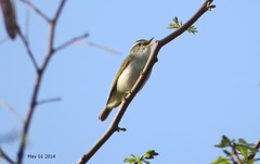 Phylloscopus coronatus