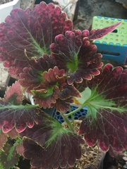 Coleus scutellarioides