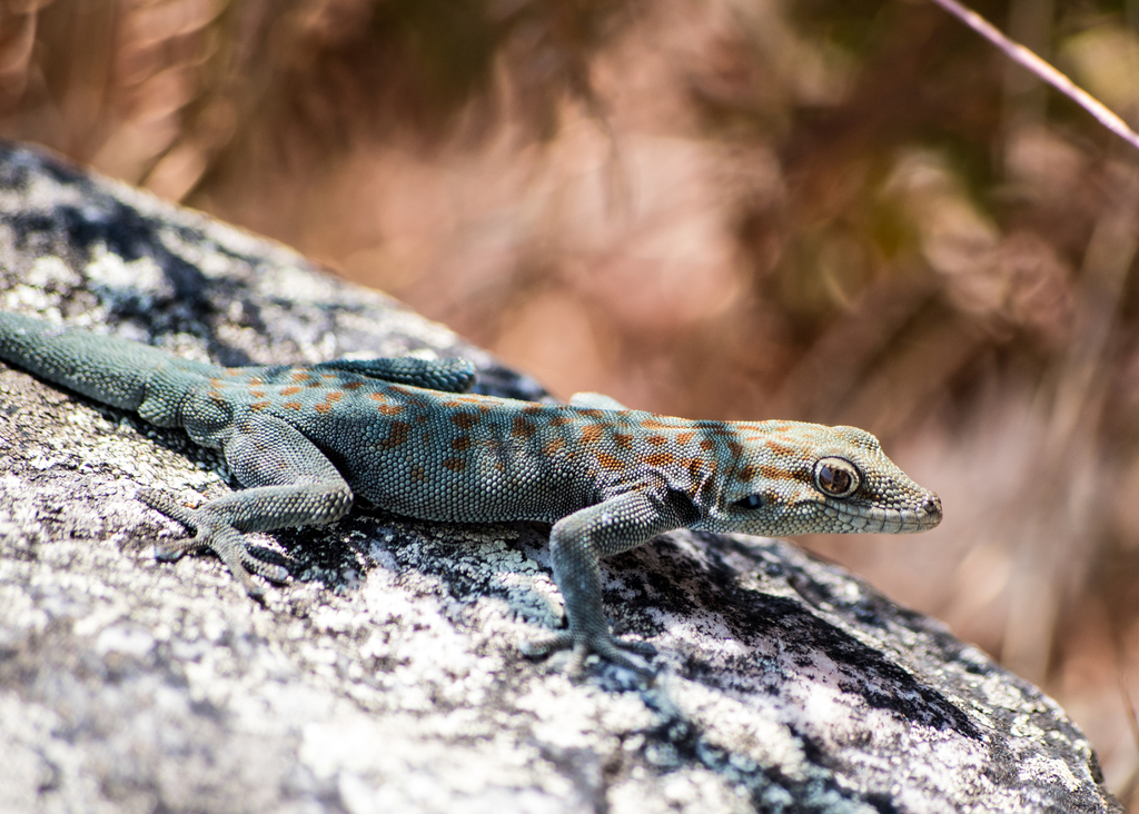 Mountain Day Gecko