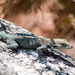 Mountain Day Gecko - Photo (c) Luis Querido, some rights reserved (CC BY-NC), uploaded by Luis Querido