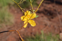 Petalostylis labicheoides