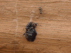 Camponotus parius