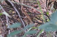 Urosphena squameiceps