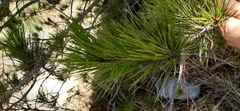 Pinus greggii