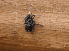 Camponotus parius