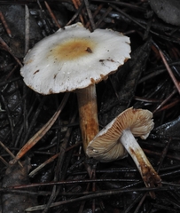 Cortinarius oregonensis
