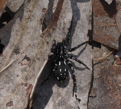 Nyssus albopunctatus