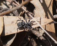 Nyssus albopunctatus