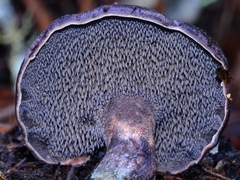 Hydnellum fuscoindicum