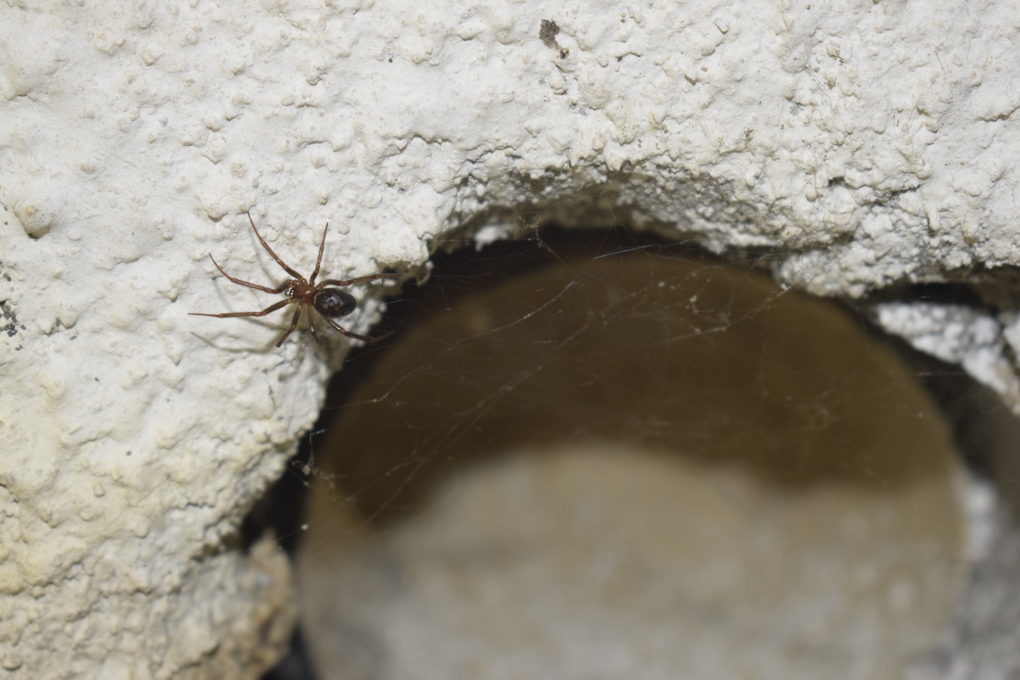 Steatoda grossa image