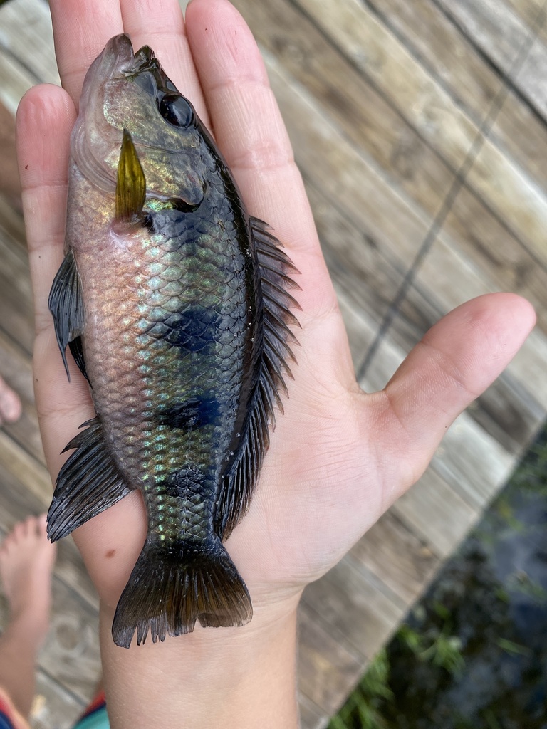 Banded jewelfish (Hemichromis elongatus) — Cichlidae