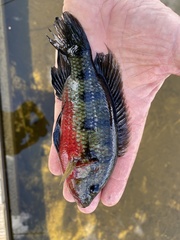 Hemichromis elongatus