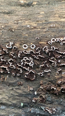 Peniophora malenconii