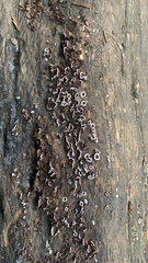 Peniophora malenconii