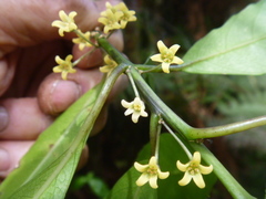 Melicytus macrophyllus